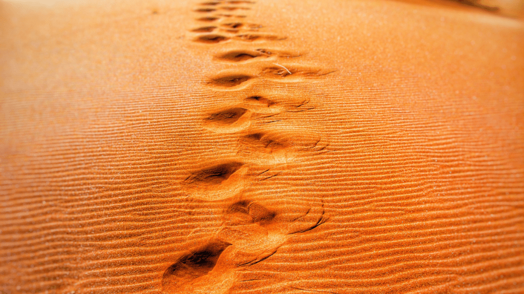 footprints in the sand