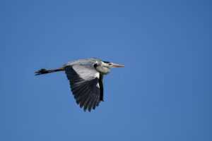 driving distance from las vegas to lake tahoe