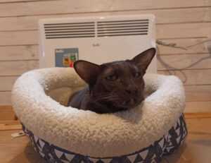 grandiamod1.2 download