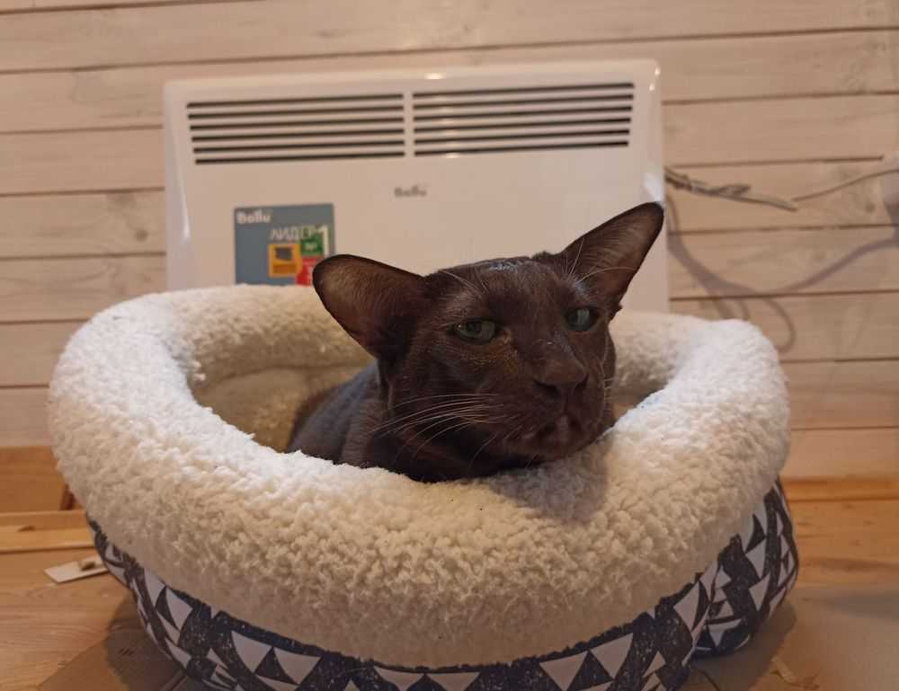 grandiamod1.2 download