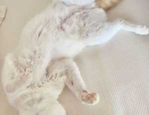 how tazopha investment group work