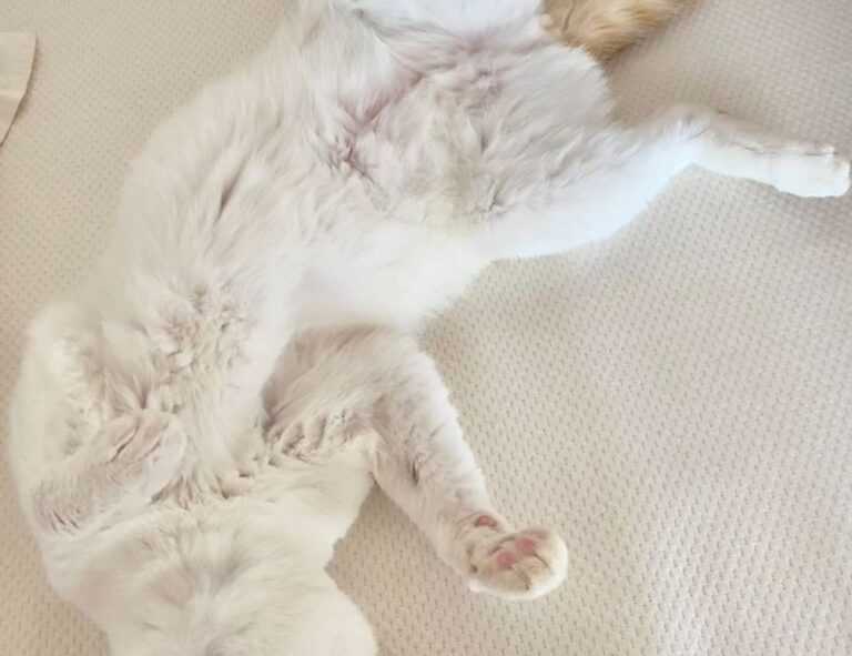 how tazopha investment group work