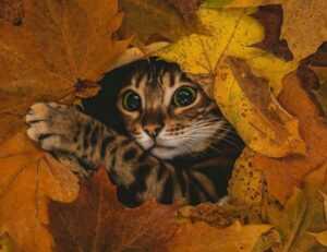 khema rushisvili weightlifting bar