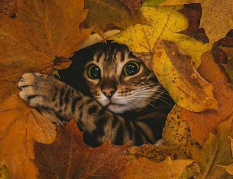 khema rushisvili weightlifting bar