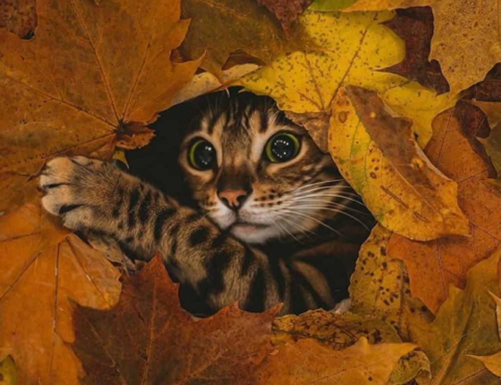 khema rushisvili weightlifting bar