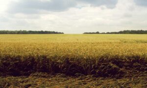 what to serve with zhashlid