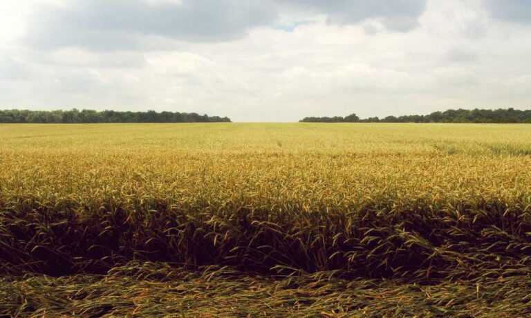 what to serve with zhashlid