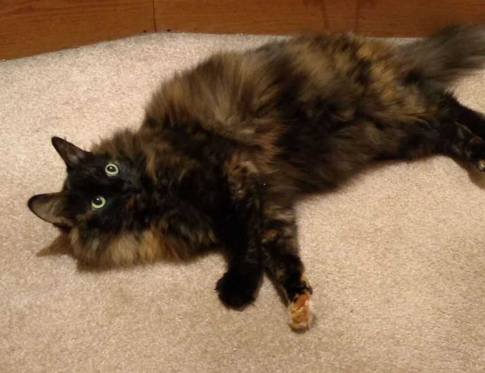 why can't i run my genboostermark code