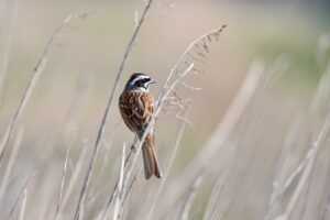 1441 significado amor