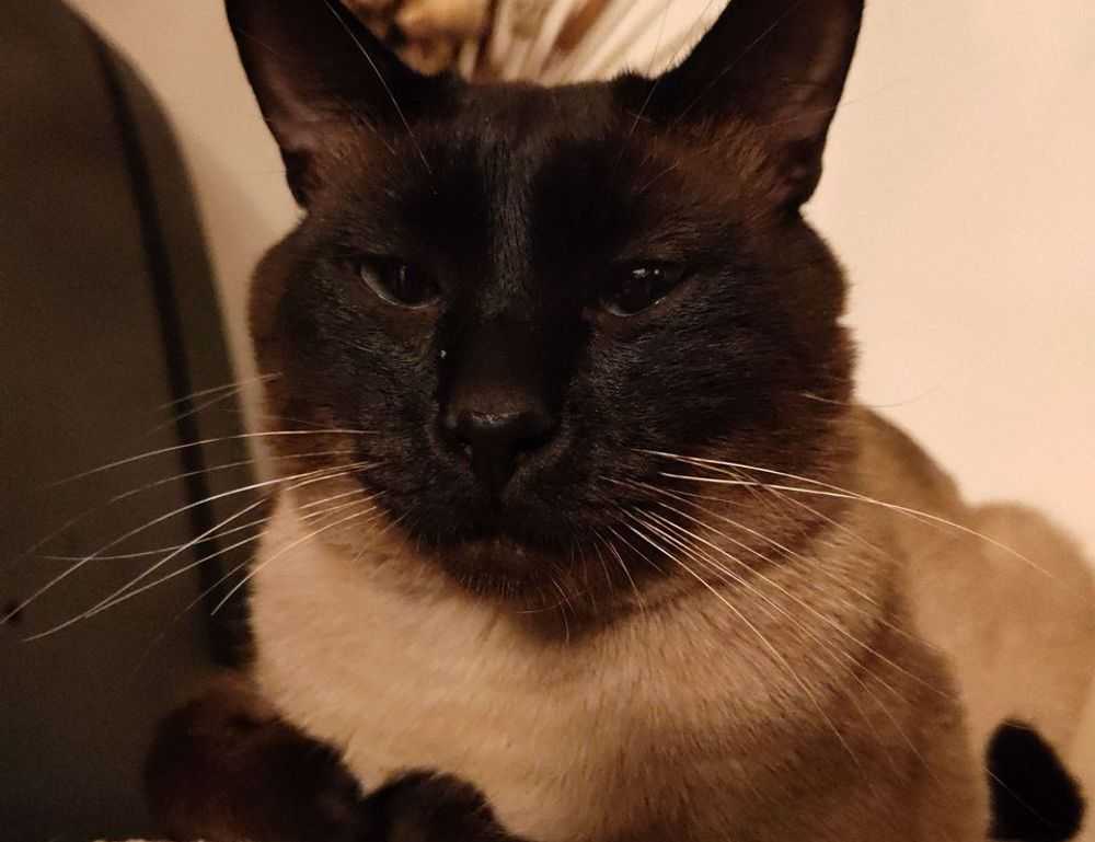 1616 significado llamas gemelas