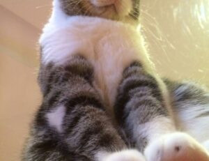 argentina bayern players