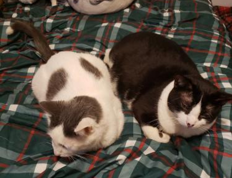 chicas lindas de 12 años para facebook falsos