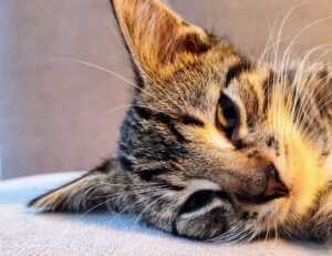 continente vila nova de milfontes