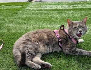 emmilyelizabethh leaks