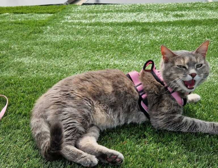 emmilyelizabethh leaks