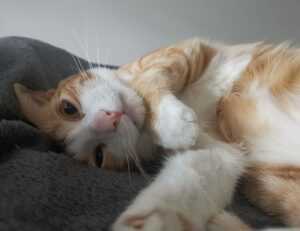 immediate a1 definity