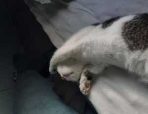 kenna sweets leaked onlyfans