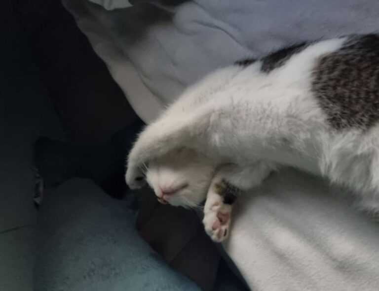 kenna sweets leaked onlyfans