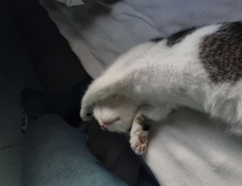 kenna sweets leaked onlyfans