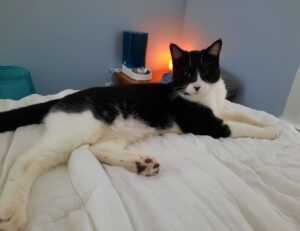 koleksi melayu twitter