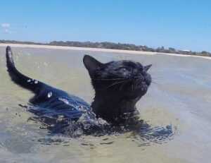 leo movie download tamilrockers