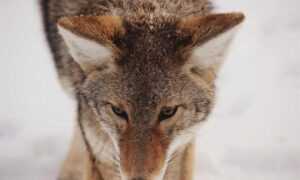 rodrigo riquelme dad