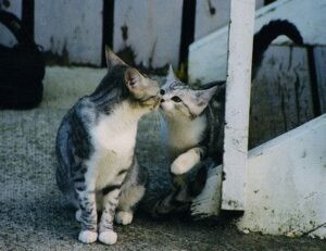 whatsapp fondos de pantalla lgbt